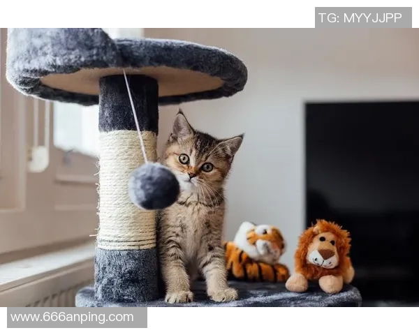 猫薄荷足球的奇妙冒险：探索猫咪与足球的欢乐世界